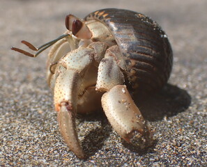 Costa Rica pacific sea life