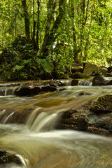 Naklejka premium river in the forest