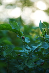 A colorado potato beetle on a potato plant in a backyard garden. 