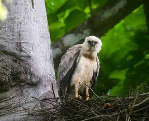 Crested Eagle chick on the nest