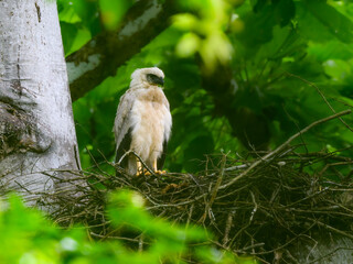 Crested Eagle chick on the nest