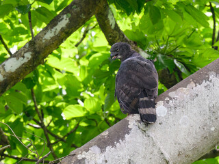 Female Crested Eagle  on the tree branch