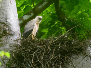 Crested Eagle chick on the nest
