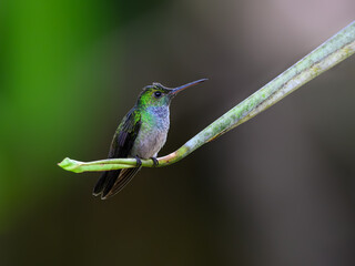 Fototapeta premium Blue-chested Hummingbird on green plant against green background