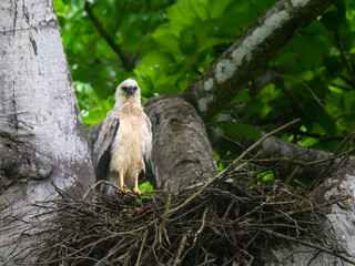Crested Eagle chick on the nest