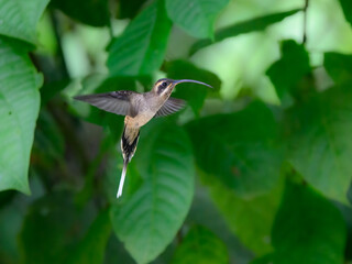 Long-billed Hermit in flight against green leaves