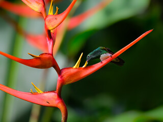 Snowy-bellied Hummingbird  collecting nectar from orange flower on green background