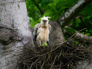 Crested Eagle chick on the nest