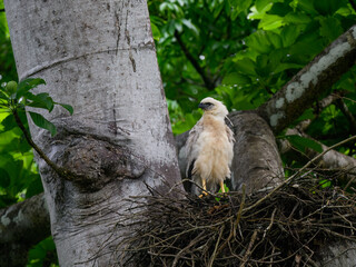 Crested Eagle chick on the nest
