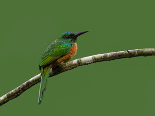 Rufous-tailed Jacamar on green background