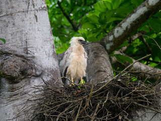 Crested Eagle chick on the nest