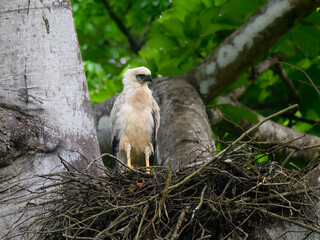 Crested Eagle chick on the nest