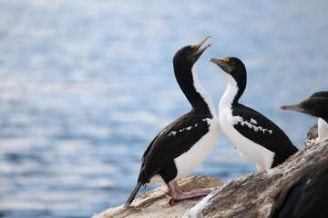cormorant on the rock