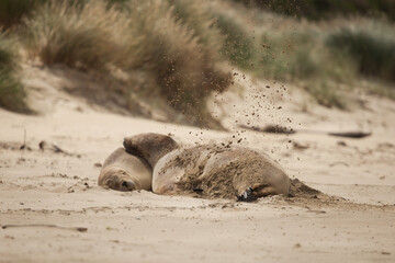 Fototapeta premium Sealions Resting