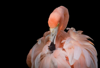 Pink flamingo on black background