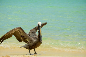 Pelicans on the beach
