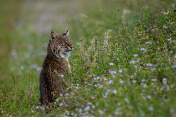 Bobcat  in the high grass