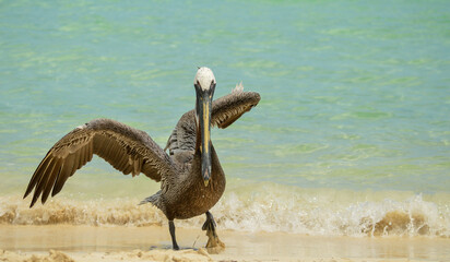 pelican on the beach