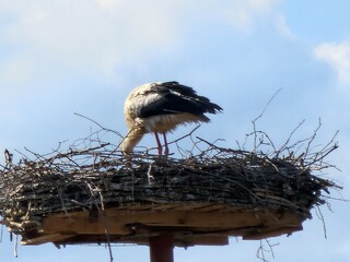 stork in the nest