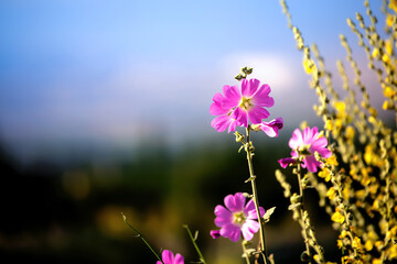 Colorful natural flower meadows landscape with blue sky in summer. Habitat for insects, wildflowers and wild herbs on a flower field. Background panorama with short depth of focus and space for text.
