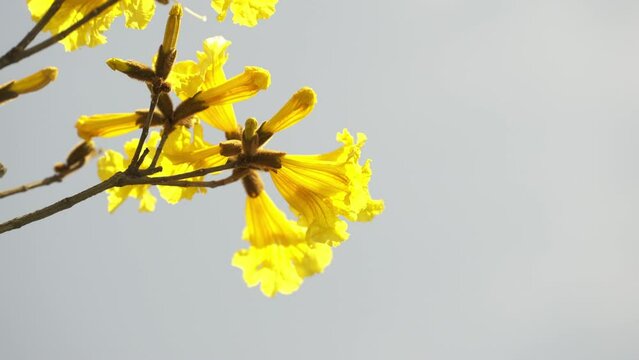 太陽の光を浴びる黄色いイペーの花