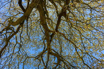 tree and sky