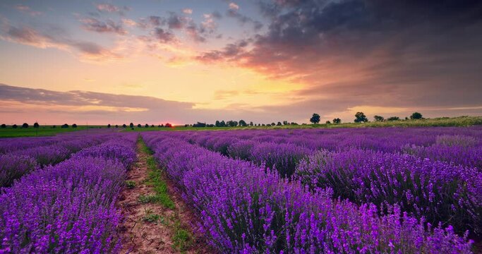 Lavender field and blooming endless rows during sunset