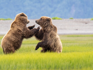 Grizzly bears playing in a sedge meadow