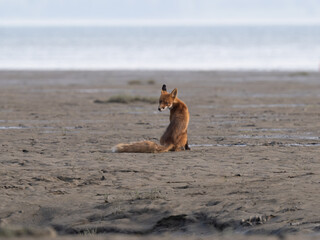 Red fox on an alaskan beach during low tide