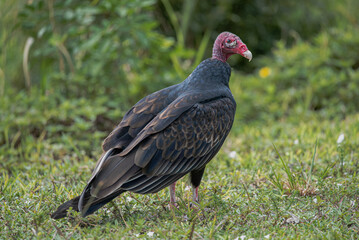 Turkey Vulture on the grass