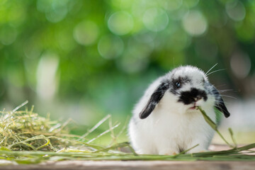 rabbit eating grass with bokeh background, bunny pet, holland lop
