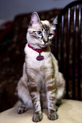 Siamese cat white with black and brown