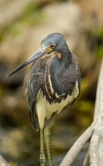 Tricolor egret