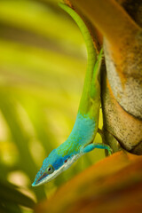 green lizard on a tree