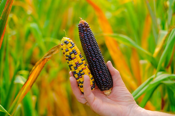 Cob of multicolored corn on corn field background. Corn cobs of different colors.Food and food security concept.Farmer in a corn field. Autumn agricultural work. 