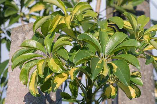 umbrella tree leaves close up with sunlight schefflera arboricola
