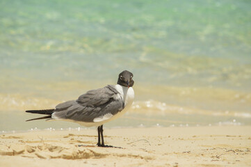 seagull on the beach