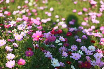 Naklejka premium 코스모스