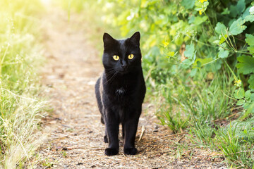 Beautiful bombay black cat with yellow eyes and attentive look in green grass in nature	