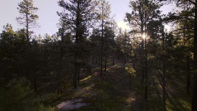 Flying Through the Colorado Pines Toward the Rising Sun 4K features drone footage flying through the Black Forest toward the rising sun near Falcon Colorado.