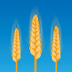 concept of three Golden wheats. Vector illustration