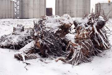uprooted stumps lie in a pile under the snow against the background of fuel tanks. High quality photo
