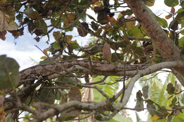 Snake on tree, cobra sucuri na arvore, south America Pyton 2