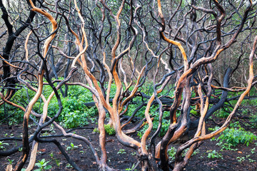 Aftermath of a fire in the North Carolina Mountains showing  gnarled branches of the bushes that burned