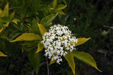 Sambucus in the forest