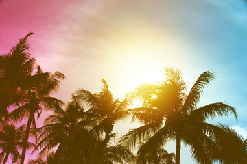 palm trees at tropical coast. coconut palm trees at sunligth. concept of summer beach. Tropic...