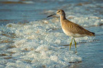 Willet bird wading at the beach