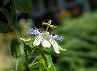 Closeup side view of passionflower blossom in bright sunlight with distinct shadows