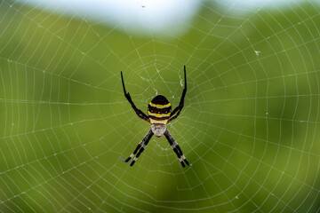 silk spider - Nephila clavata - is a waiting for its prey in spiderweb.