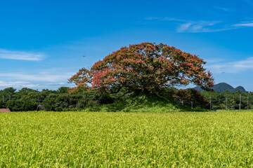 flower of the crape myrtle that are over 300 years old are in bloom beside a paddy field in Japan.